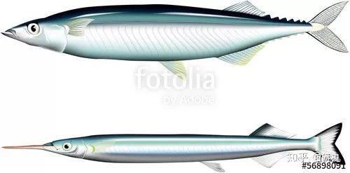 水针鱼 记一位腹黑而貌美的体操运动员 知乎