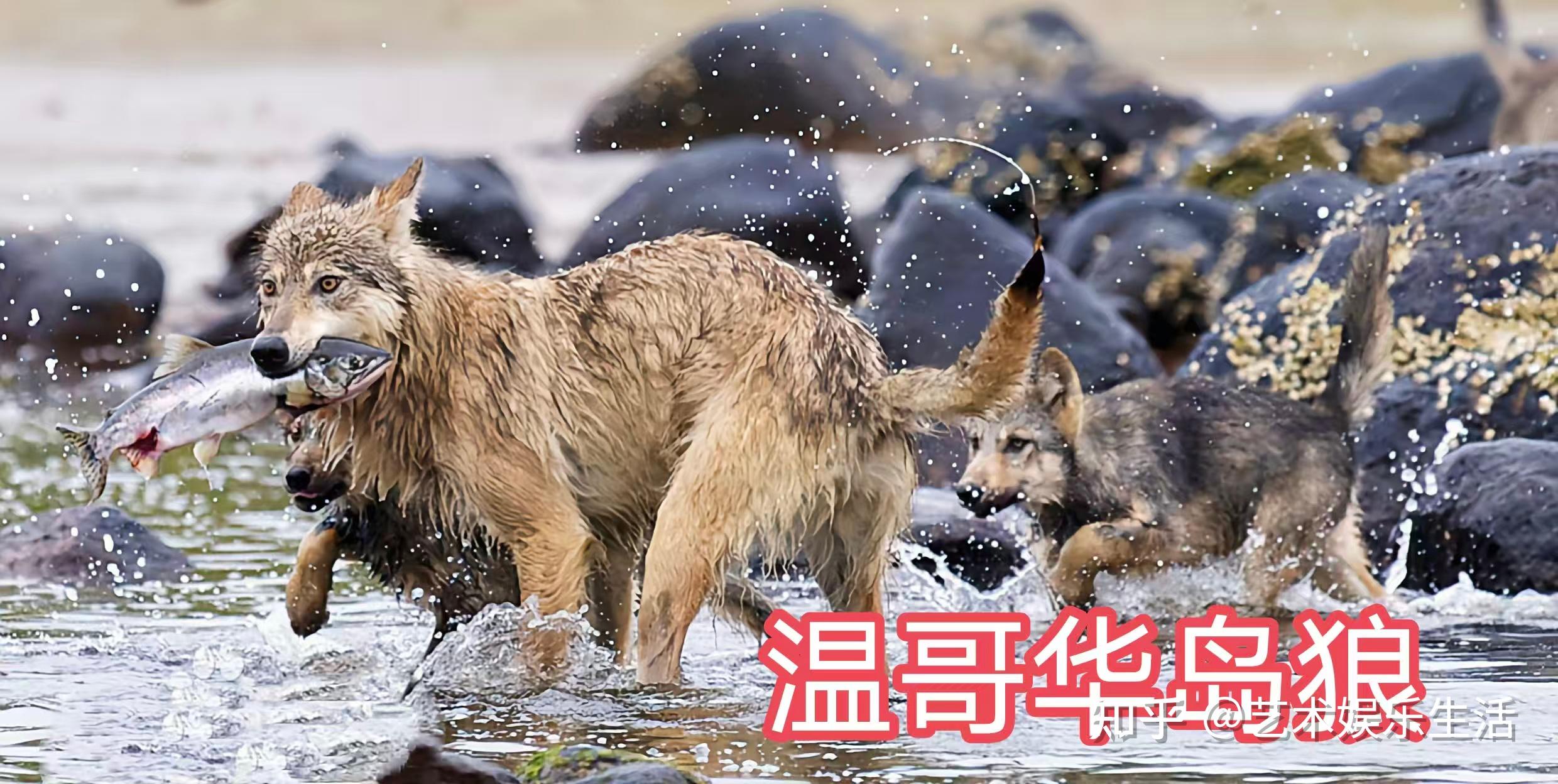 灰狼的40个亚种,它们曾经辉煌的生活在世界的各个角落 - 知乎