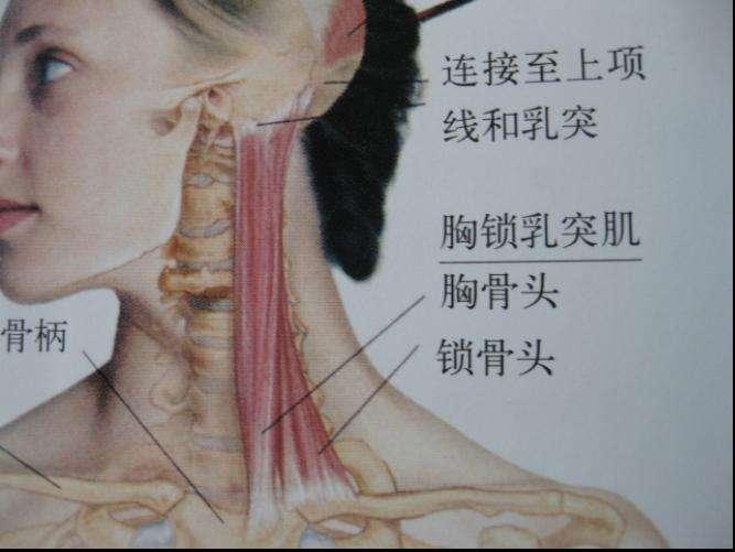 干货每天分享一块肌肉胸锁乳突肌