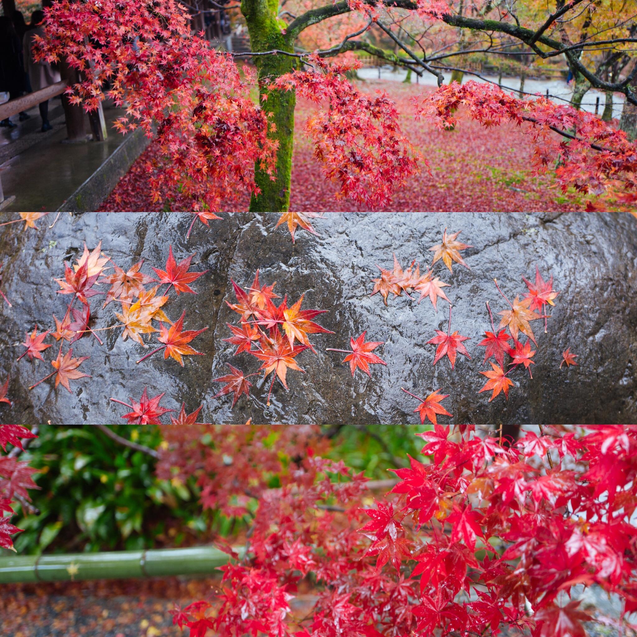 去了岚山，我终于明白为什么赏秋要来京都_凤凰网