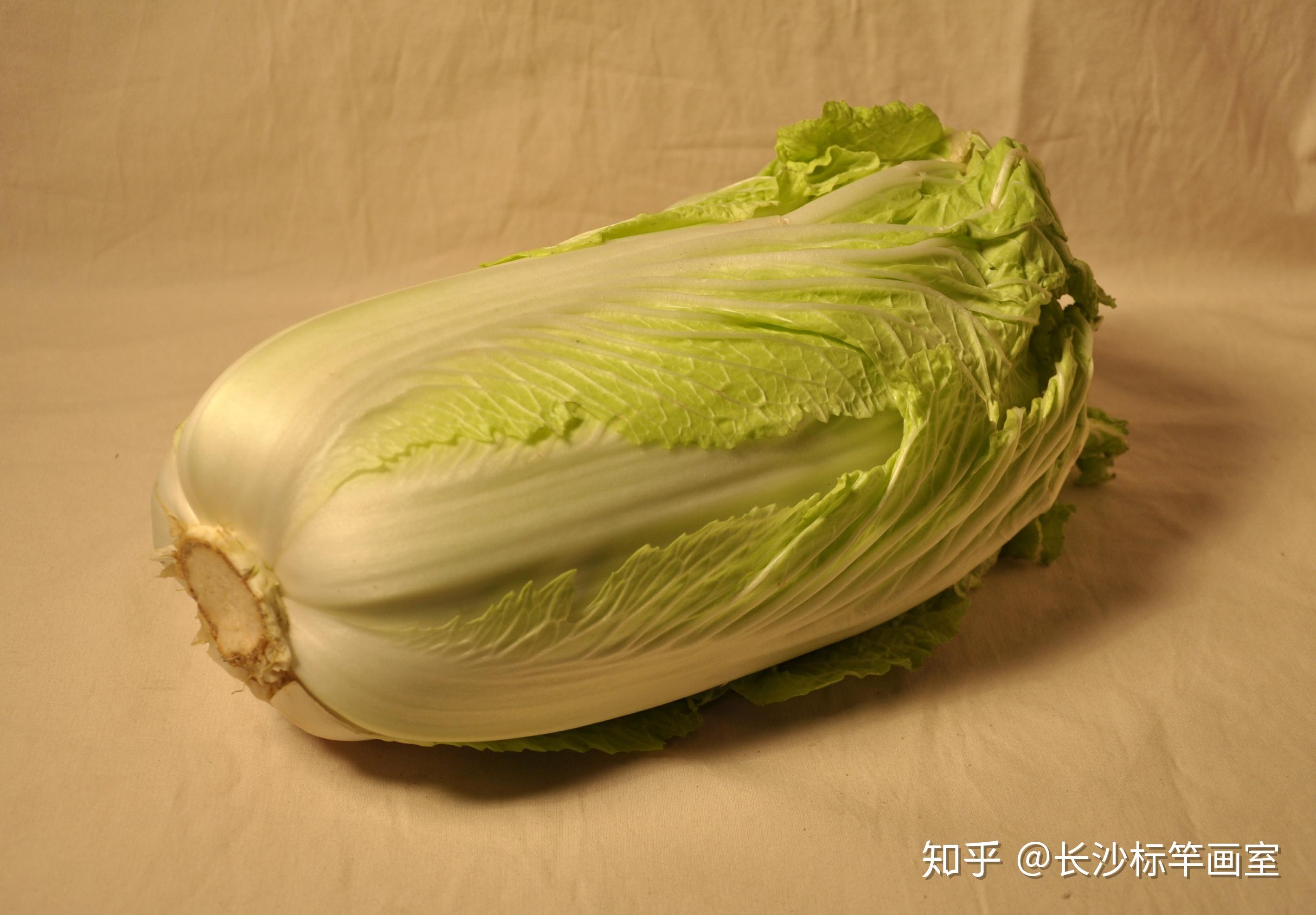 艺考常规静物素描静物白菜画法