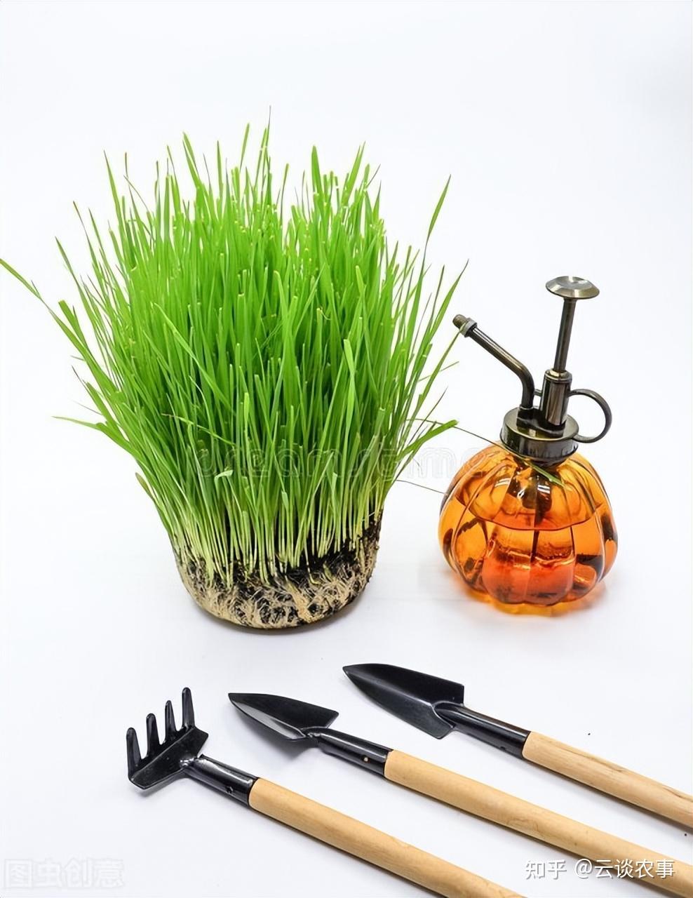「科普技术」小麦种植技术要点及控制措施,你知道吗?