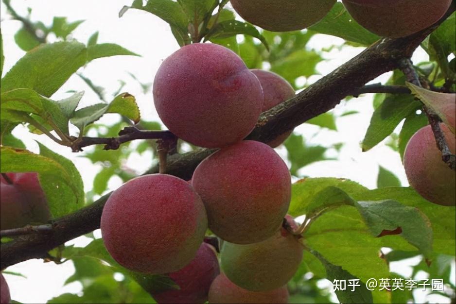 果实大的李子苗品种有哪些?英英李子园盘点李子苗 - 知乎