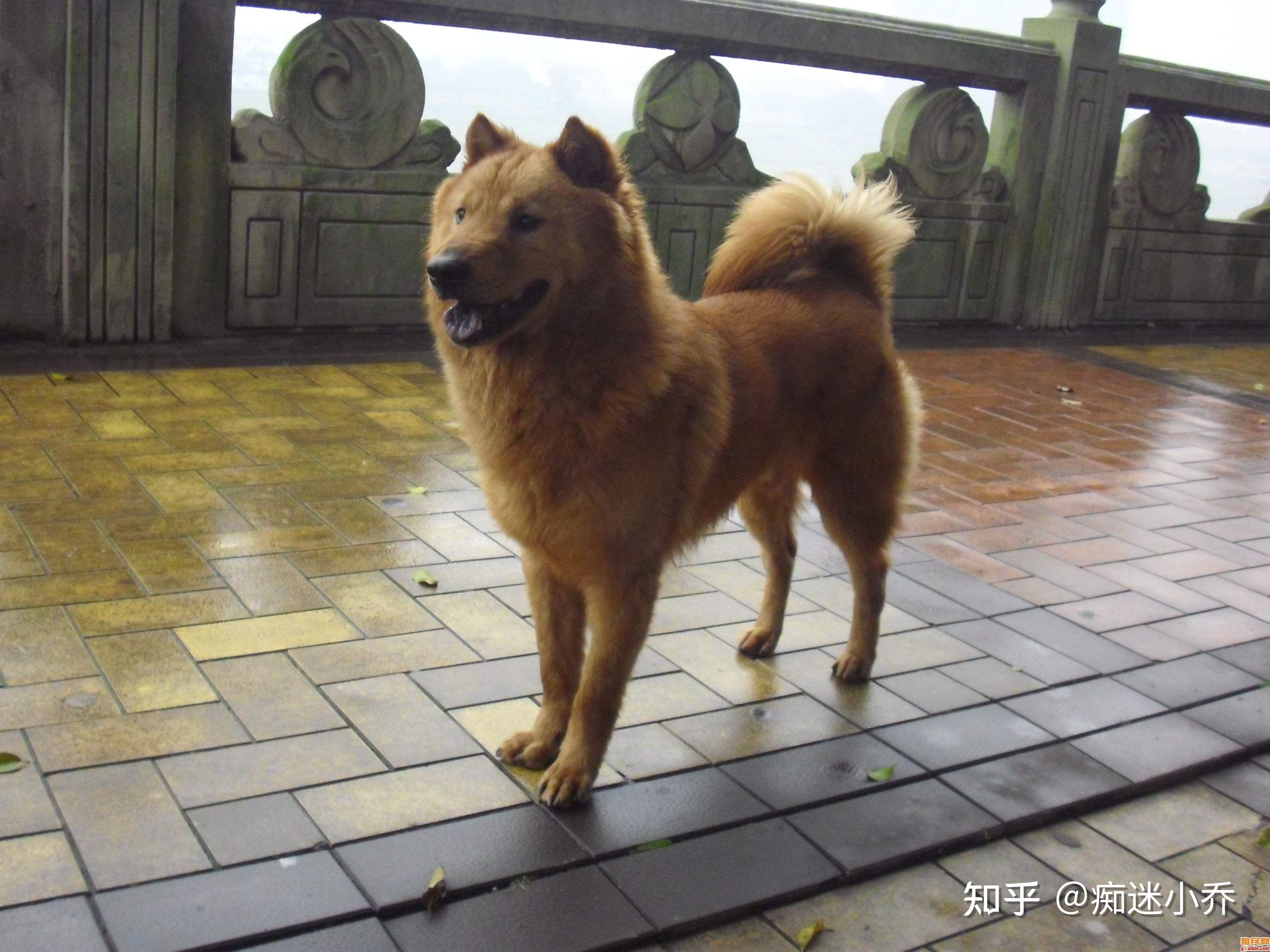 中華田園犬毛髮長得慢是怎麼回事