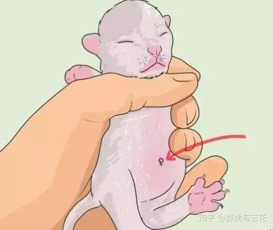 母猫怀孕前后的一系列问题解答