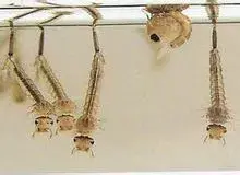雌蚊子吸血雄蚊子吃什么