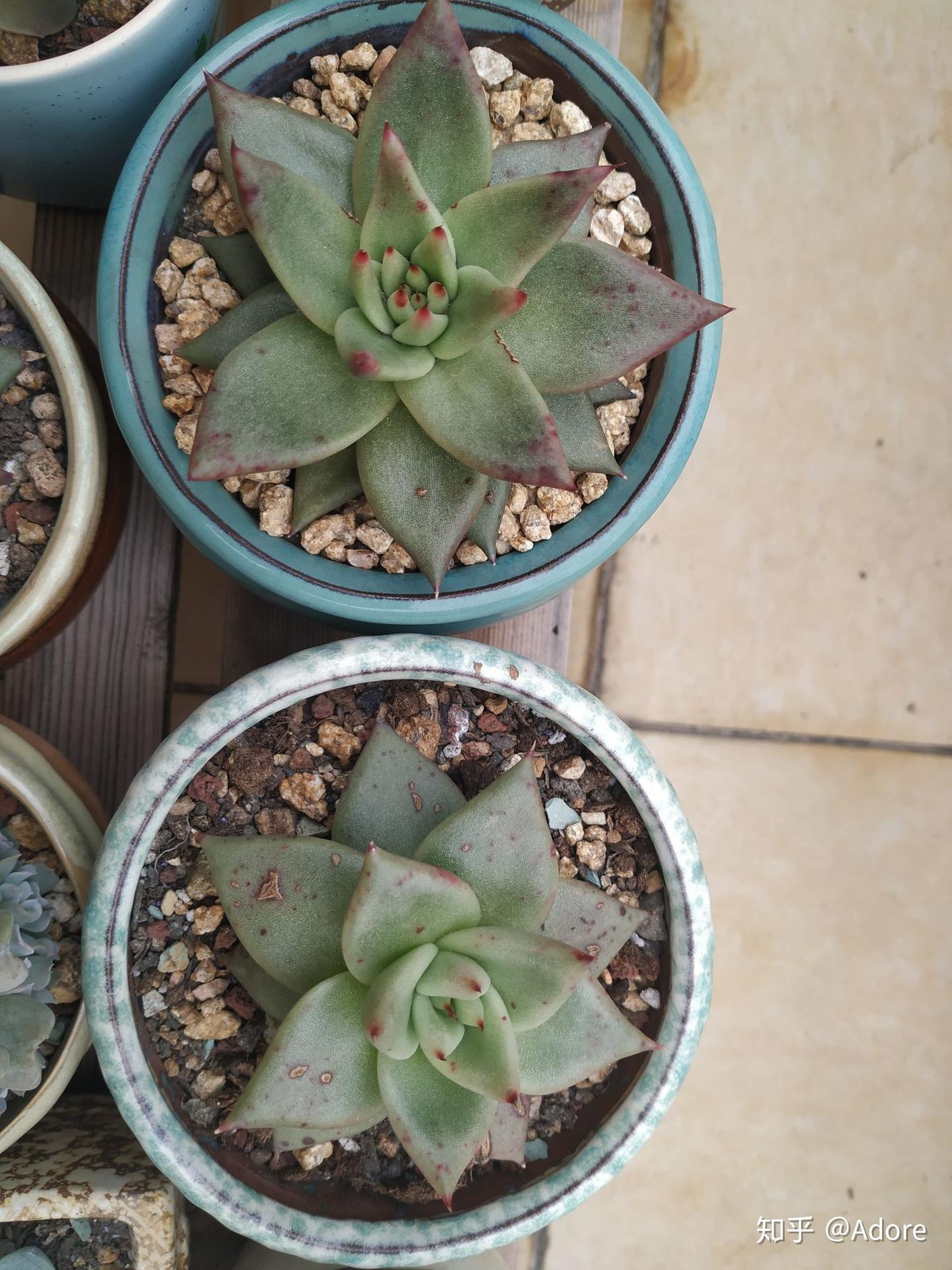 常见多肉植物品种图鉴 - 知乎