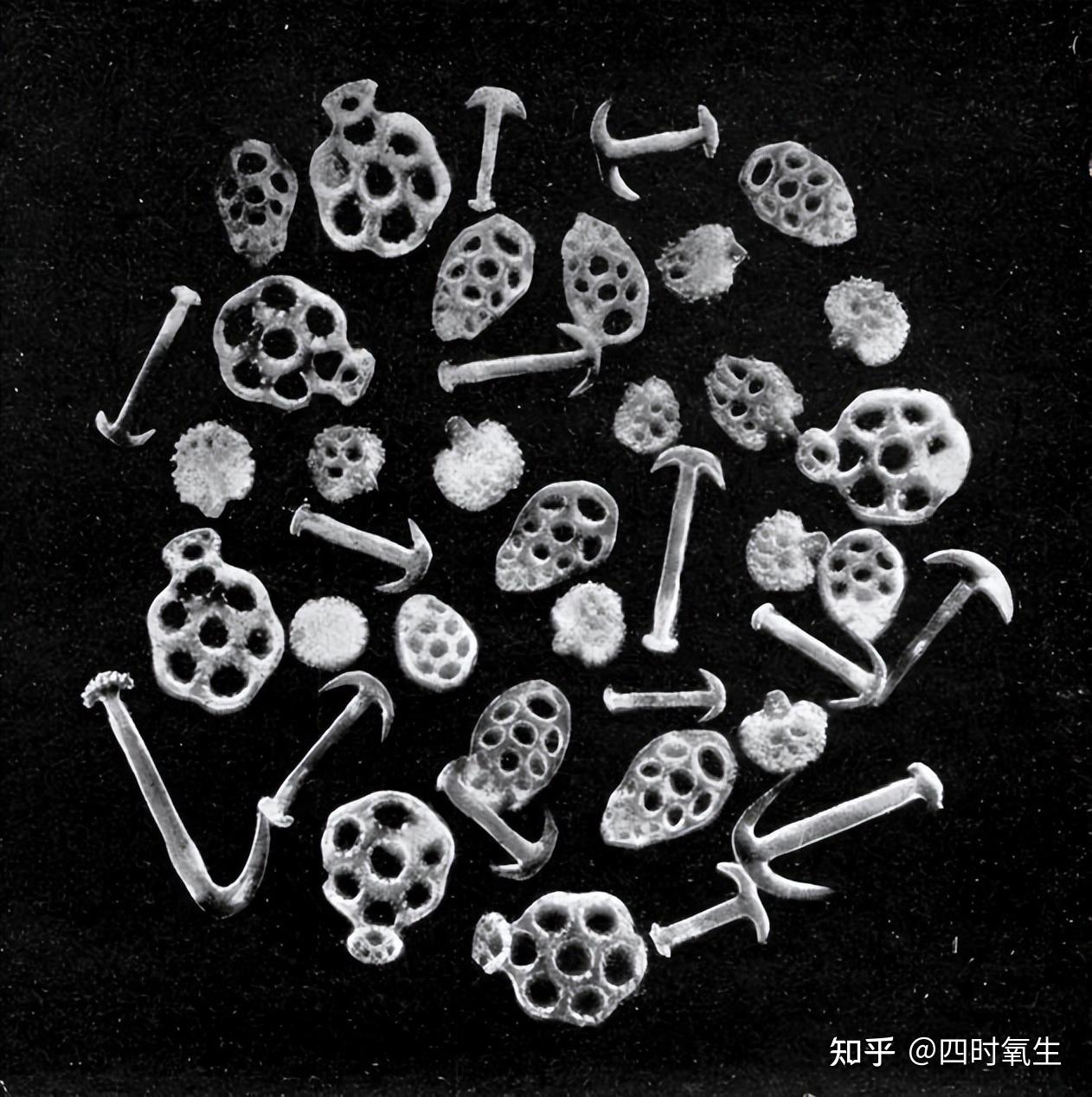 海参的屁股绝了,可以吃饭,呼吸,拉粑粑! - 知乎