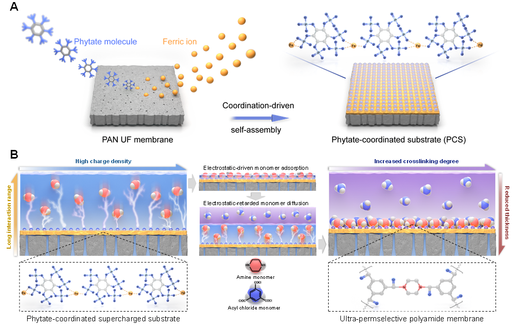 天津大学吴洪教授姜忠义教授团队iscience静电介导界面聚合制备高渗透