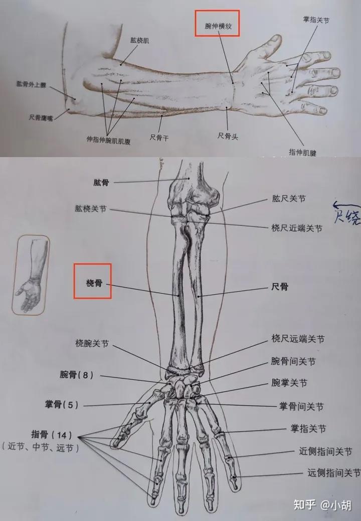 反关脉位置图图片