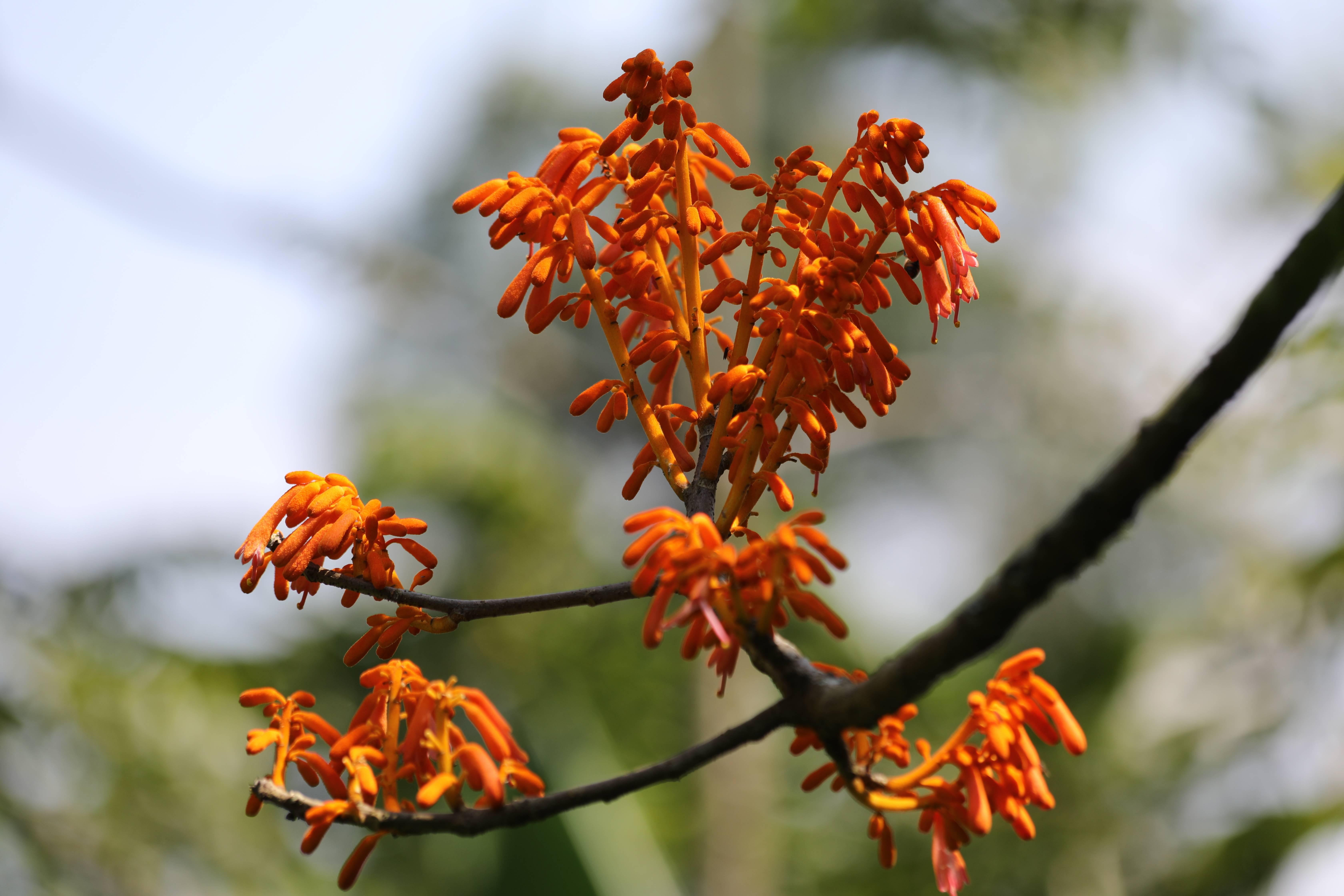 仅存3棵的珍稀植物广西火桐在云南被发现终于脱危有望了