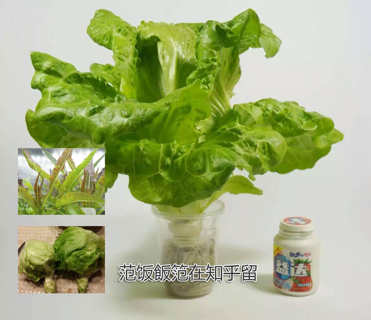 水培蔬菜怎么种植?可以水培的蔬菜种类 教你自制水培蔬菜营养液_泛科科技