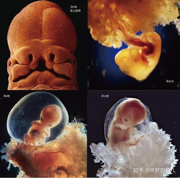 从受精卵到胎儿,新生命经过了哪些震撼历程?十张高清图带你了解