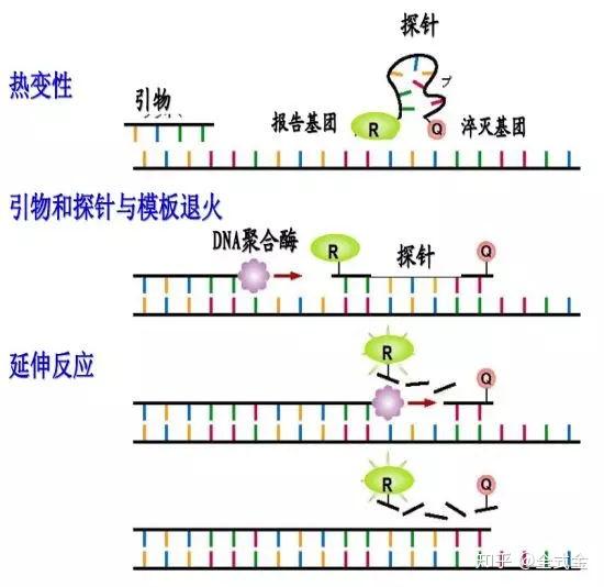 反應開始時,模板鏈經熱變性解鍊形成單鏈,taqman探針優先跟模板鏈退火