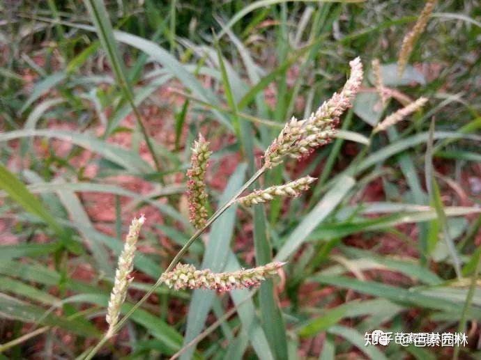 草坪除草不简单,要想除杂草,你就必须了解杂草! - 知乎