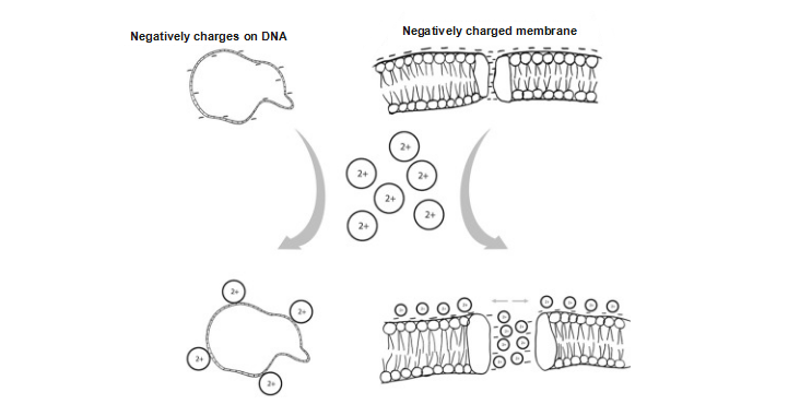 干货| 化学感受态细胞进行质粒dna转化的原理 - 知乎
