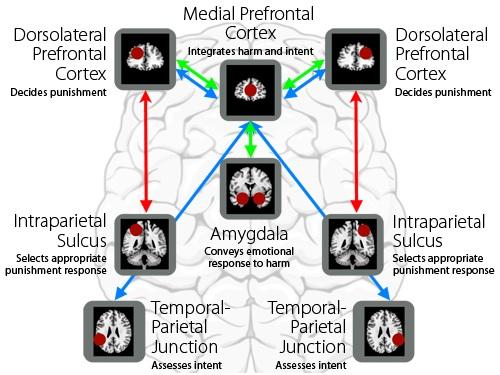 结果是,已经有多篇相关文献,发现包括前额叶皮层(prefrontal cortex)