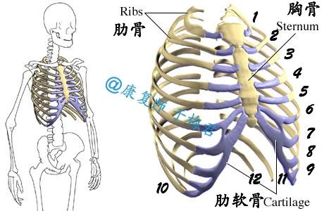 50 的人都有肋骨外翻 快来拯救不良姿态 知乎