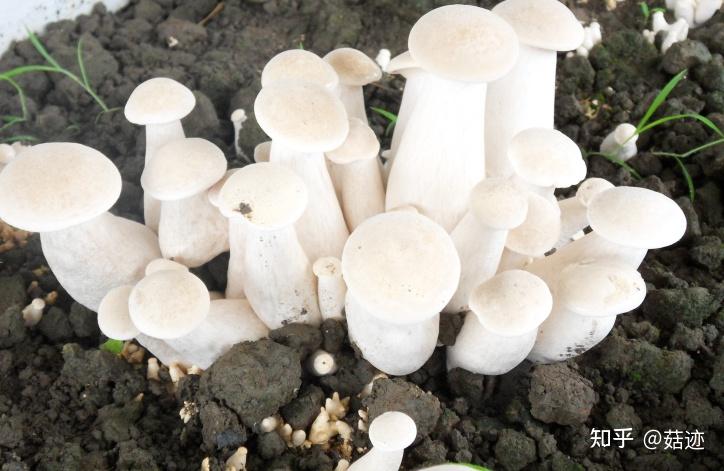 菇迹——金福菇 - 知乎