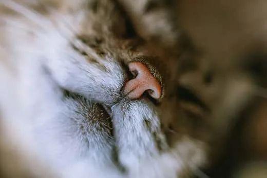 干鼻头or湿鼻头 猫咪鼻子怎样才是健康的 知乎