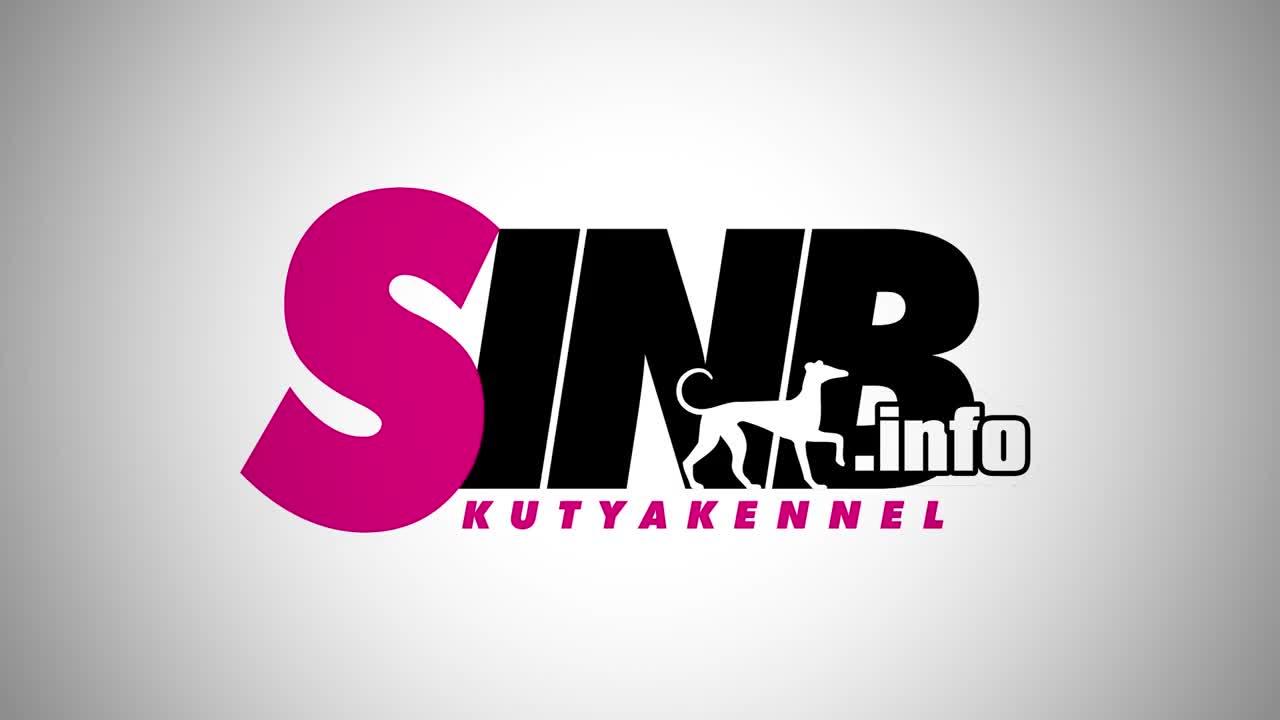 muddy dog | 泥狗挑战赛,跑完狗狗就像被换了一只