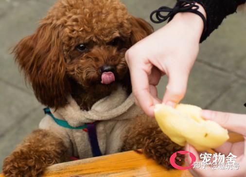 泰迪喜欢吃什么食物泰迪吃这几种食物健康又营养