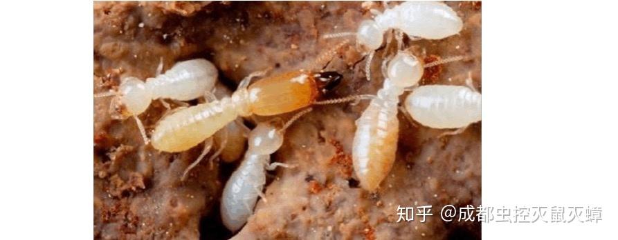 白蚁种类