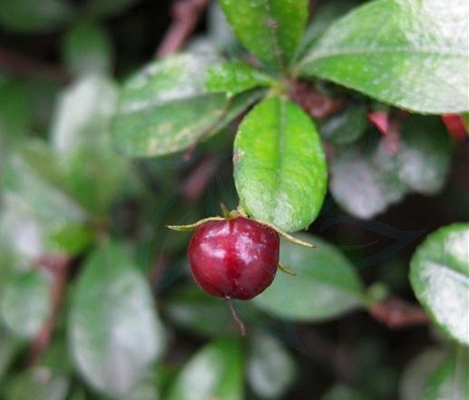 白花红果艳如脂基及树