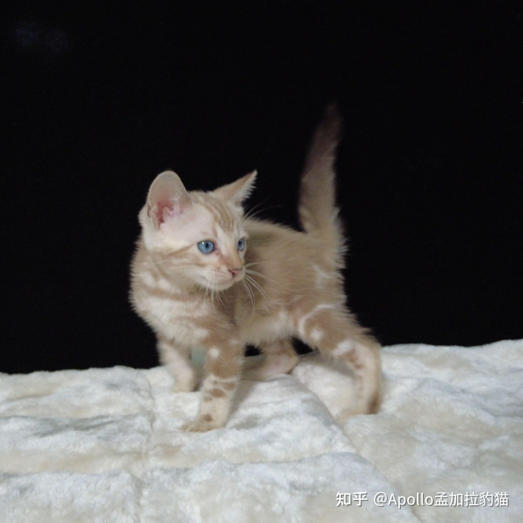 孟加拉豹猫雪豹大理石纹