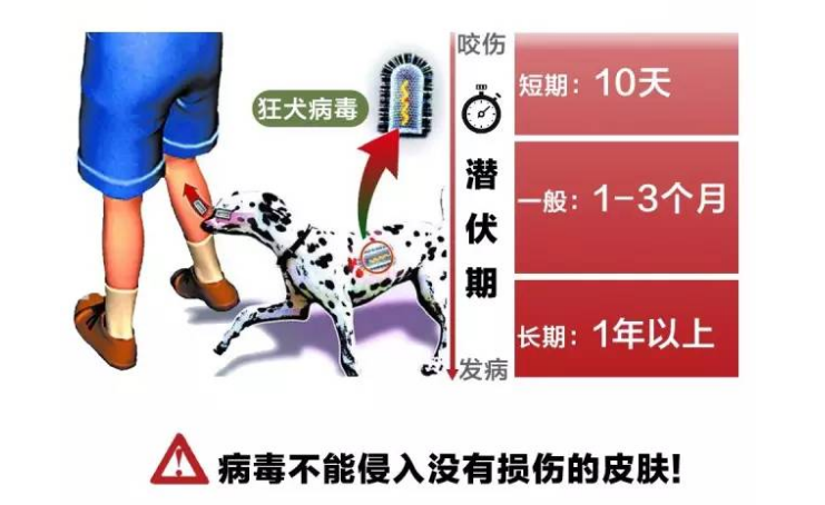 狂犬病一旦发病死亡率高达100