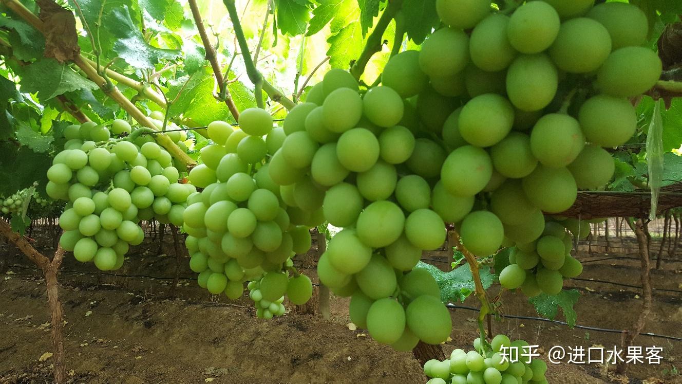 南非进口葡萄/提子有哪些品种?