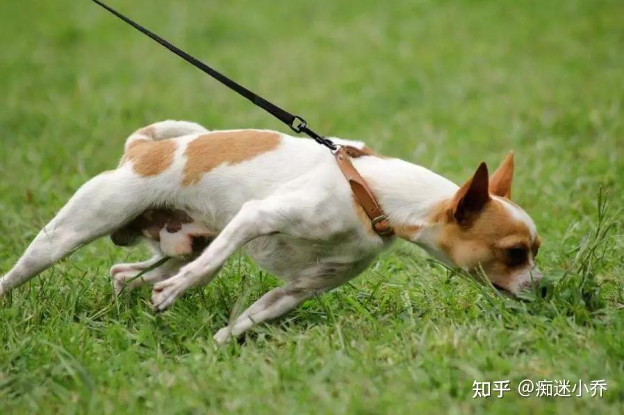 狗狗大多數情況下,都是靠嗅覺來認識世界的,可見狗狗的嗅覺有多靈敏