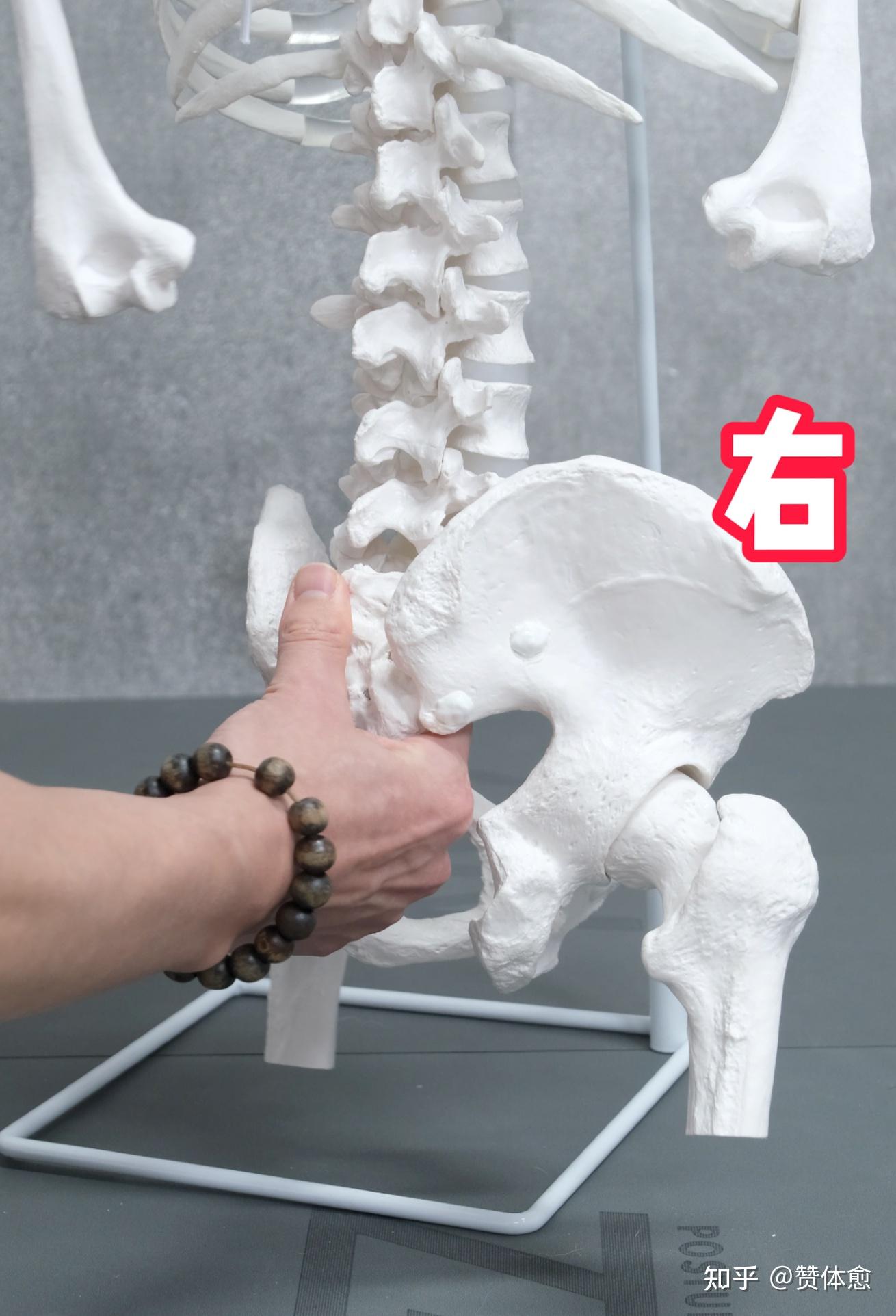 肩膀左低右高，骨盆左高右低，骨盆右旋（初级反向AIC代偿模式）的测试评估与纠正思路 - 知乎