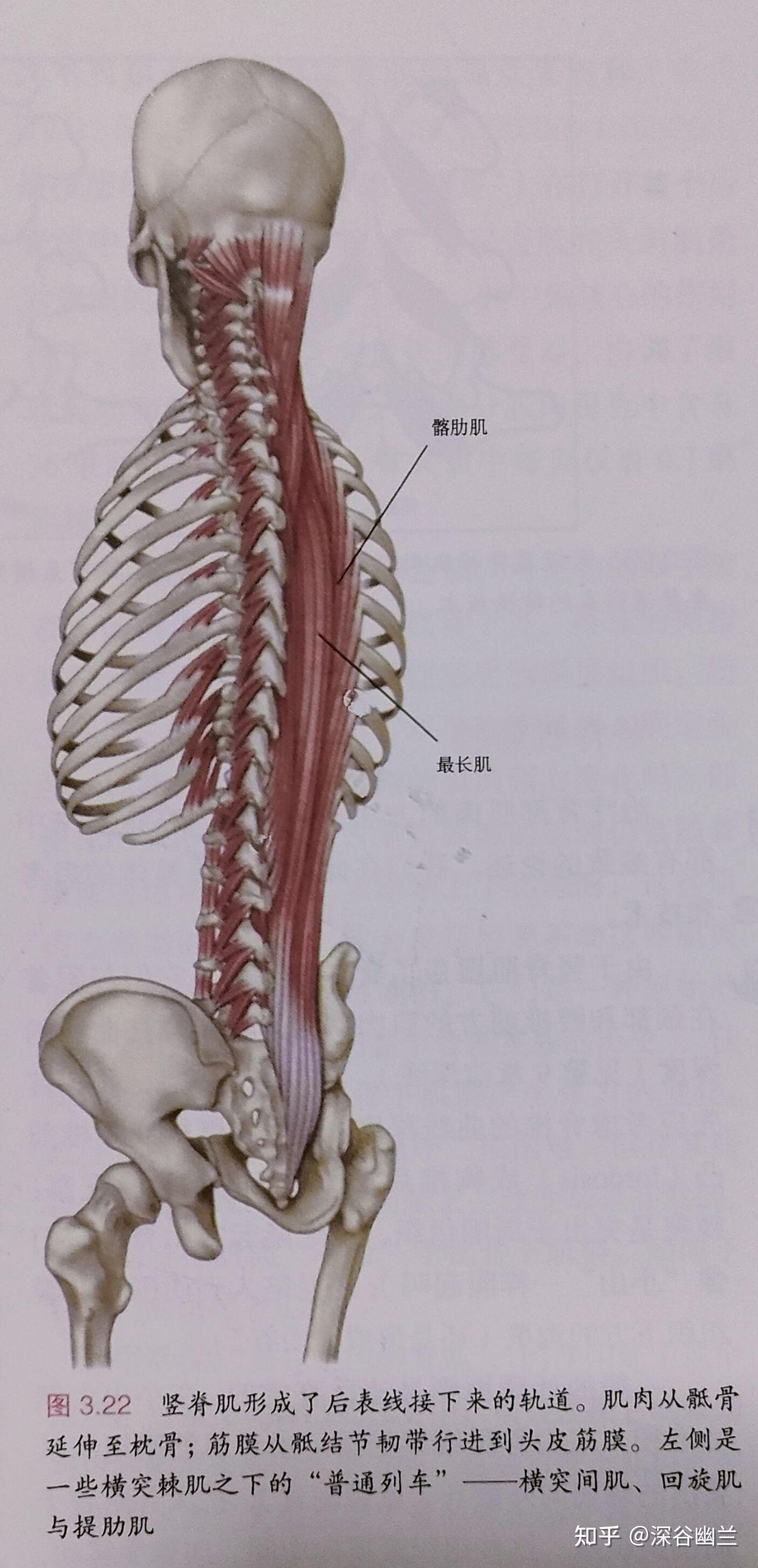 后表链肌肉图片