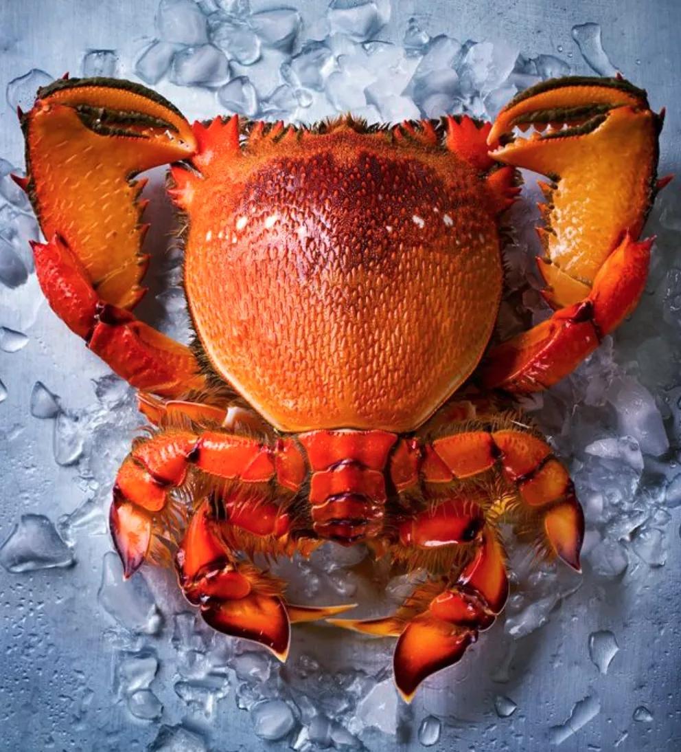 旭蟹老虎蟹加菲蟹贵妃蟹都是它肉质可与龙虾媲美的蟹
