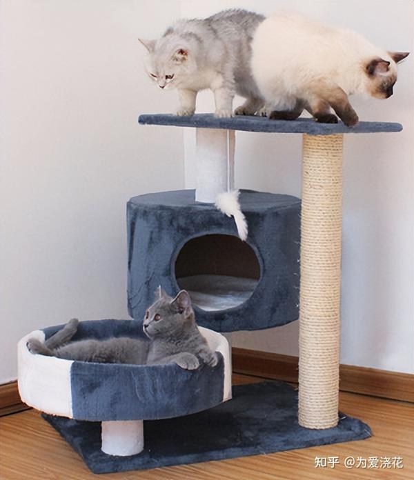 猫窝挑选注意事项 怎样为猫咪定制一个温暖的家 - 知乎