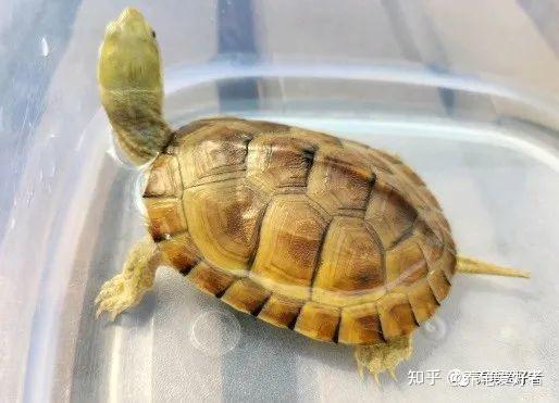 古法养龟VS现代养龟,它们之间的差别在这? - 知乎