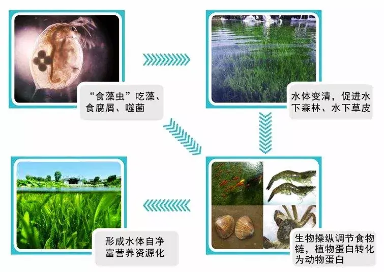 水生动物—微生物群落"共生系统,通过虫控藻,鱼食虫等形成食物链