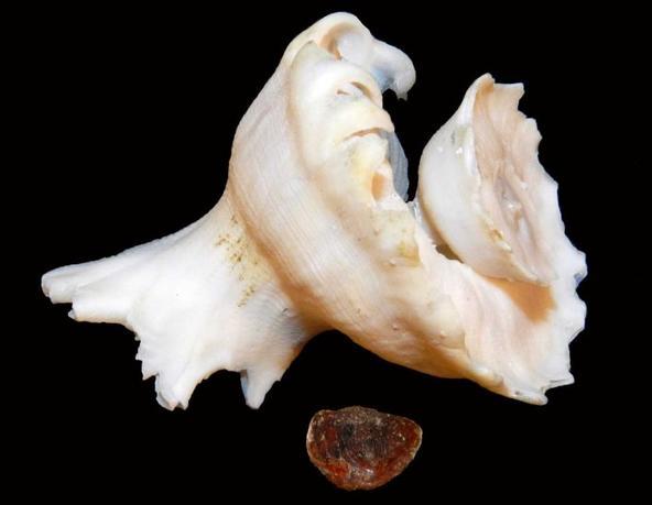 浪海拾贝--玛娃花仙螺