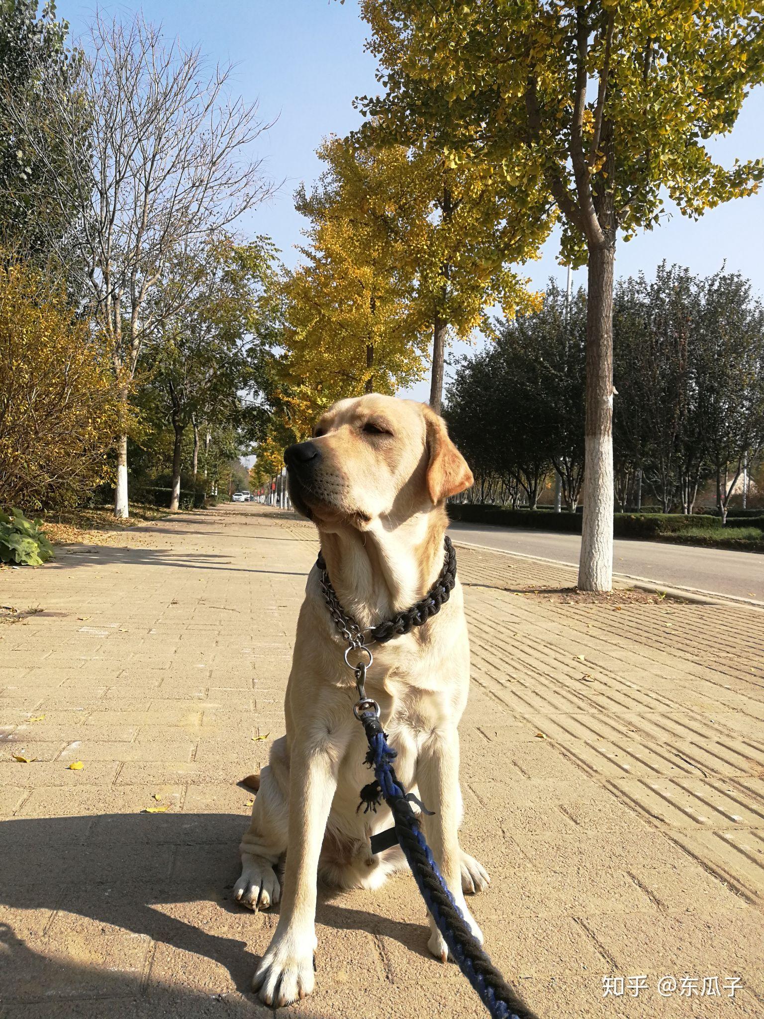 怎么养好拉布拉多?