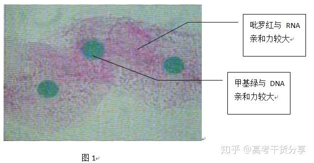 利用甲基绿,吡罗红混合染色剂将细胞染色,可以显示dna和rna在细胞中的