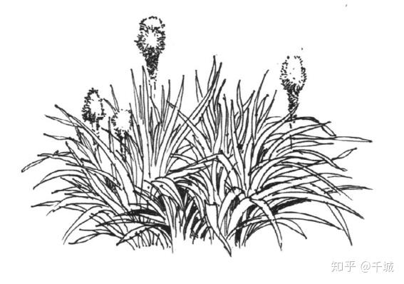 ④绿篱的透视明显,三个面的转折关系要交代清楚.