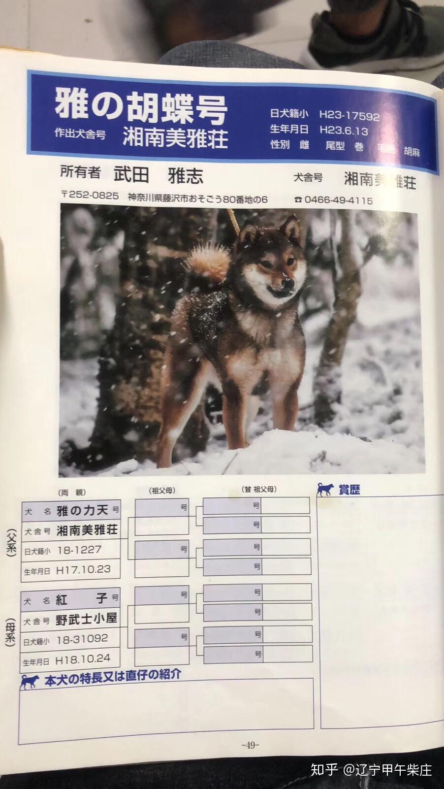 柴犬价格多少钱- 知乎