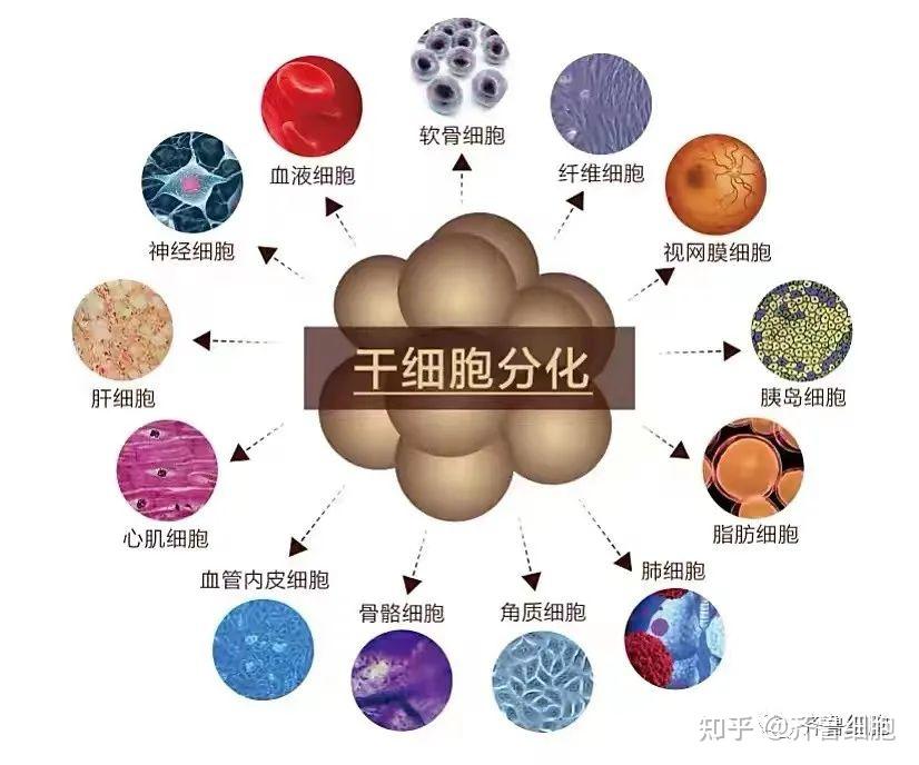 齊魯健康一文知曉幹細胞抗衰你想了解的幹細胞抗衰知識這裡都有