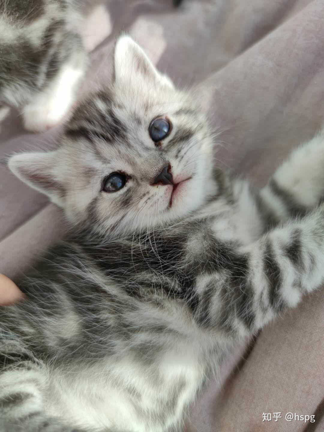 美短银虎斑小奶猫找新家