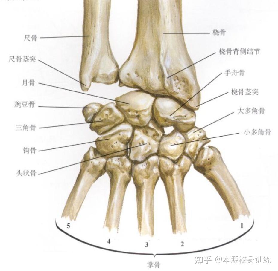 抓,握,支撑时,手掌张不开,手指末梢没劲或使不上劲,导致上肢关节成了