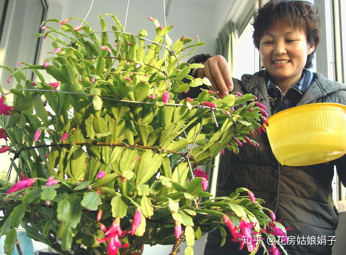 嫁接蟹爪兰选对砧木10天愈合15天成活翌年开花爆盆