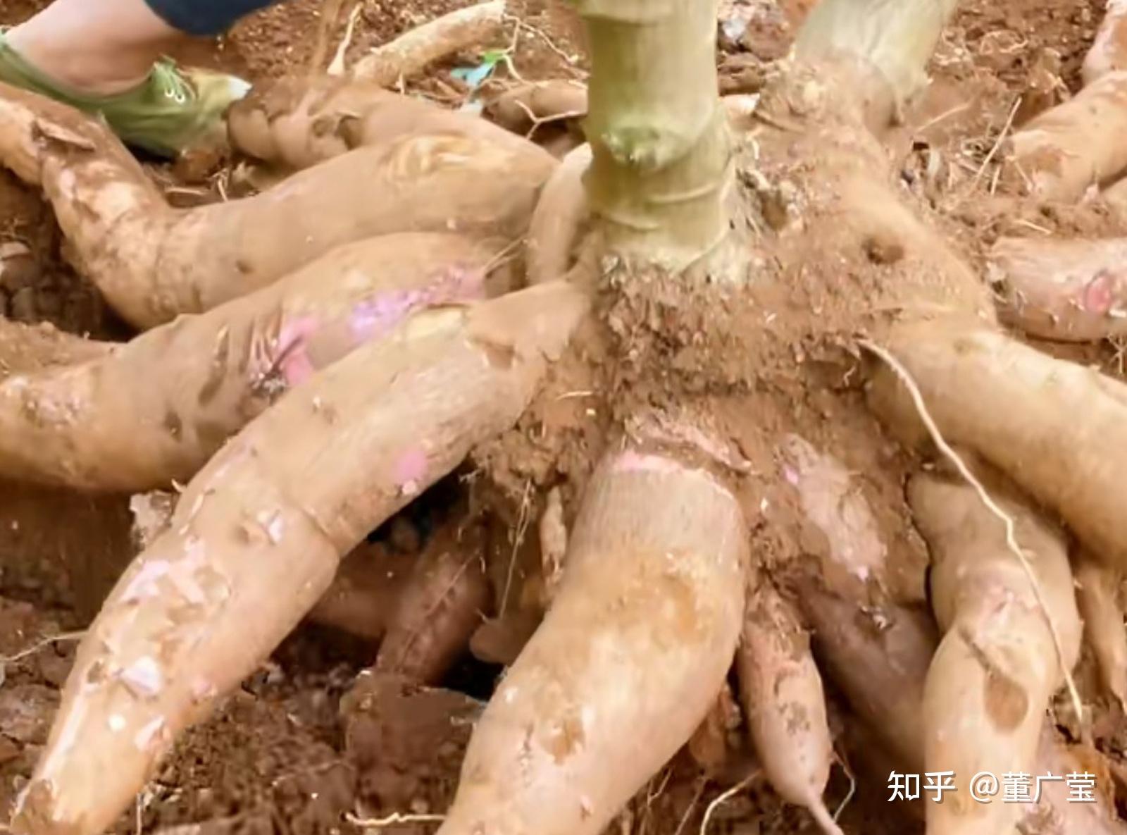 歷時2天製作的木薯粉蟲香辣酸爽美味極了一定要注意生食有毒煮熟再吃