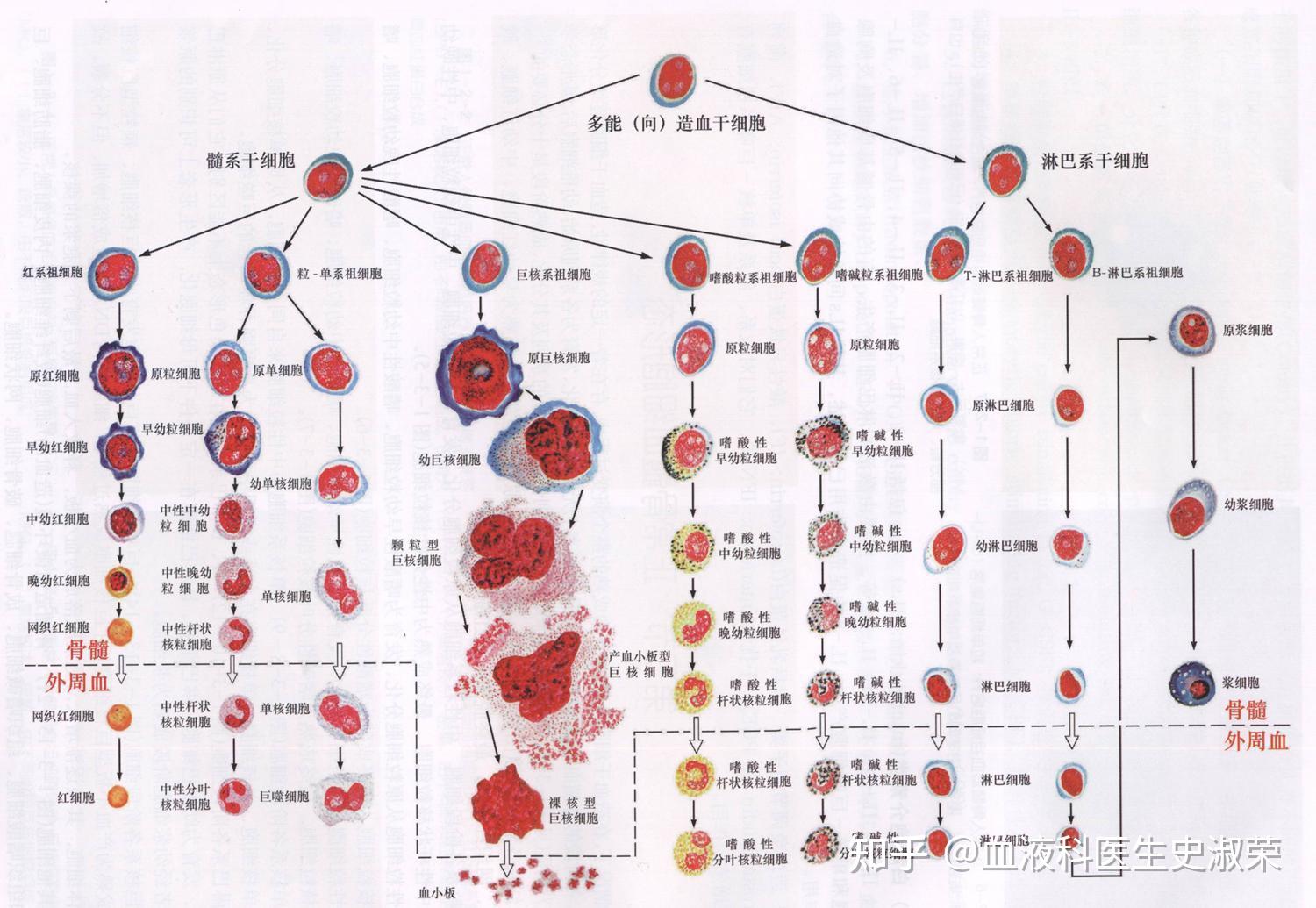 血小板模式图图片