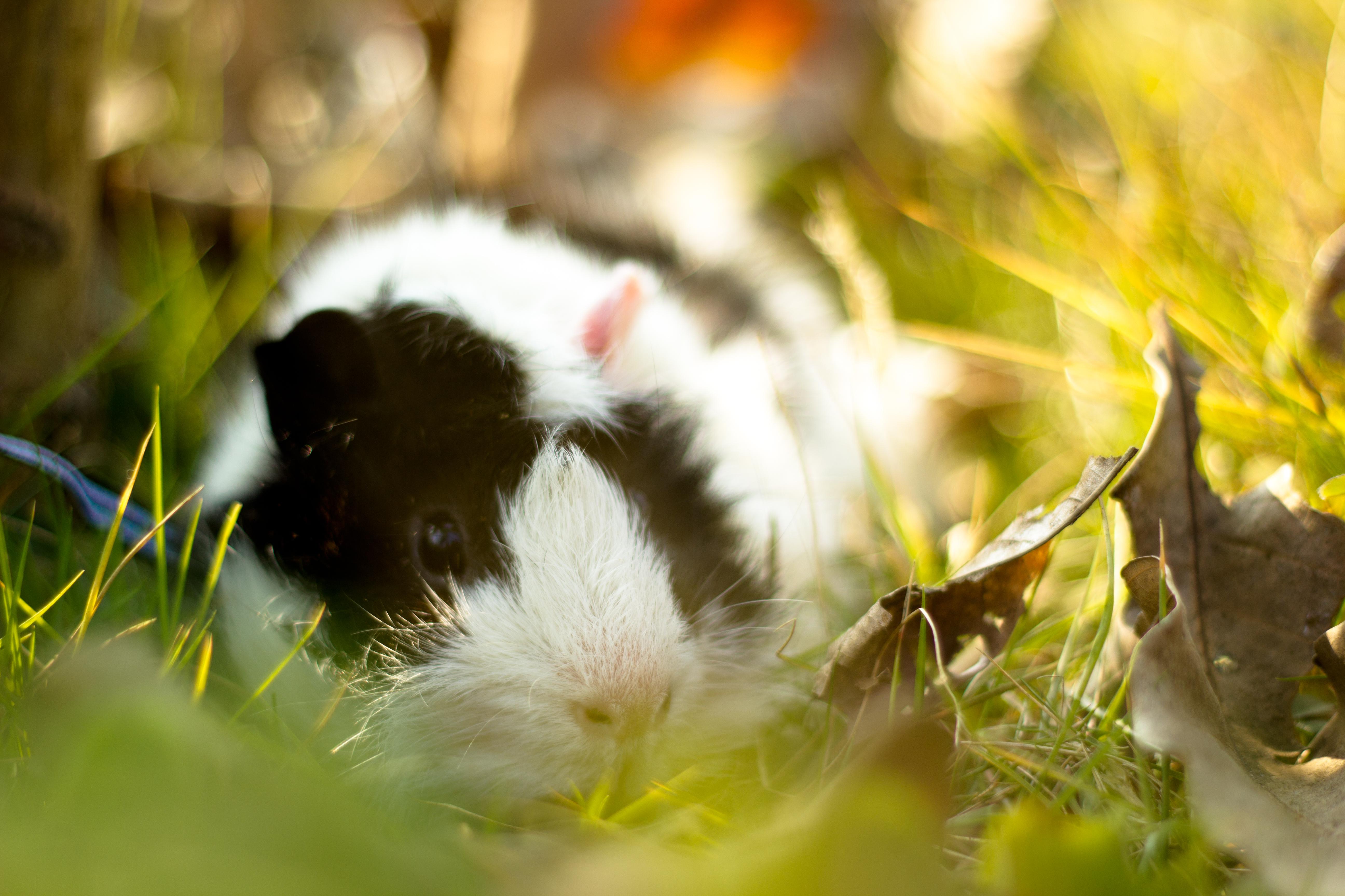 预算4000-6000是买单反还是微单?